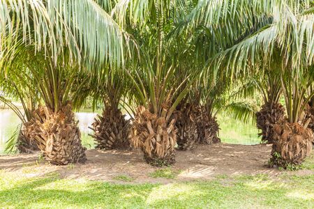 Palm tree in the gardenの写真素材