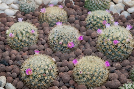 Cactus Plants and Flowers の写真素材