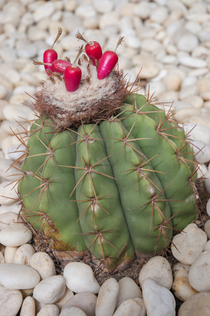 Cactus Flower の写真素材