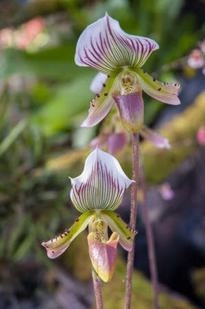 Thai Orchid  Paphiopedilum Callosum の写真素材