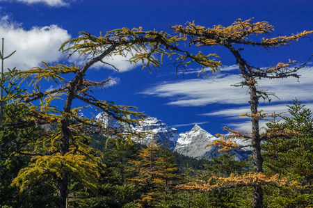 Two trees lean to each other creating an arch structure の写真素材