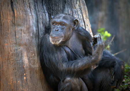 Portrait of Chimpanzee.の写真素材