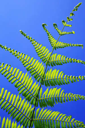 Green leaves on a blue background.の写真素材