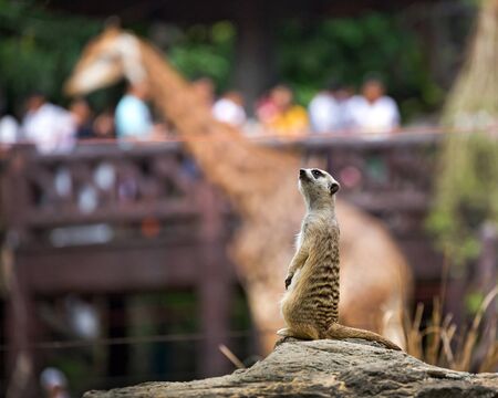 Meer Kat standing in the zoo.の写真素材