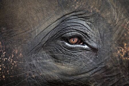 The eyes of the Asian elephant.の写真素材