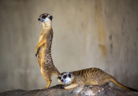 Meer Kat lifeguard stand.の写真素材
