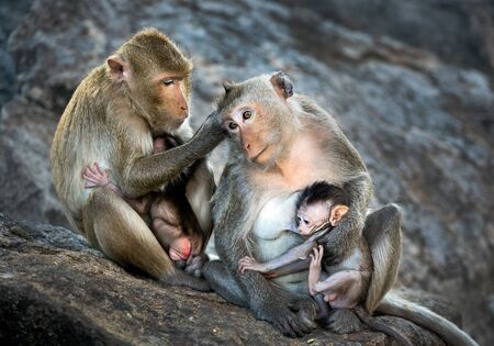 Family of monkeys naturally.