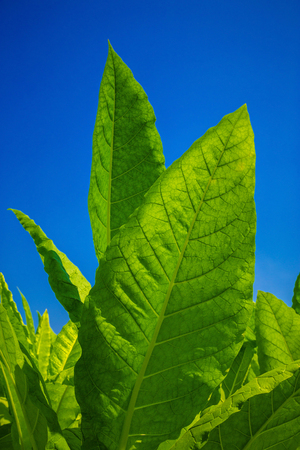 Tobacco leaf on a blue background.の写真素材