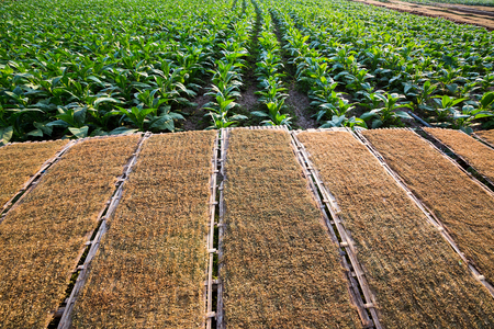 Panel of dried tobacco growers and tobacco.の写真素材