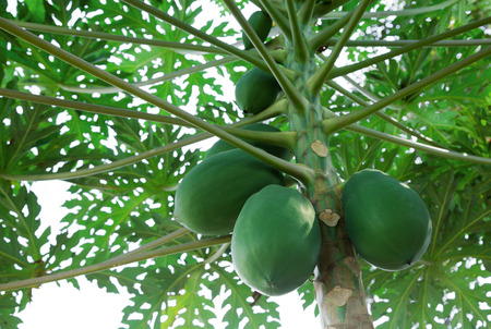 Papaya fruit on the tree.の写真素材