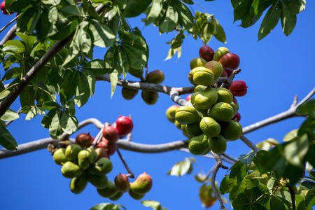 Sterculia foetida tree in  garden.の写真素材