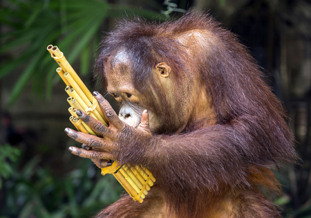 Young Orangutan play music happily.の写真素材