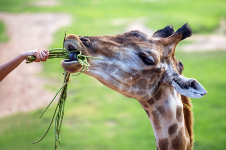 Feeding a giraffe at the zoo.の写真素材