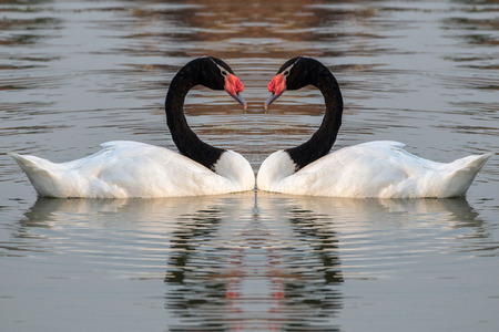 Black-necked swan in the lake water.の写真素材