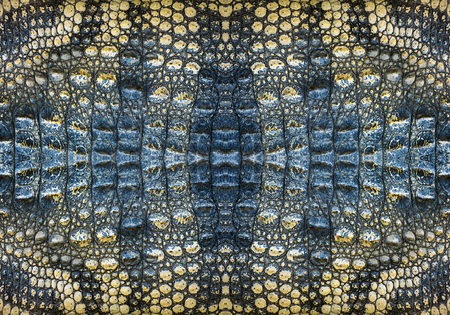 Pattern and texture of crocodile.