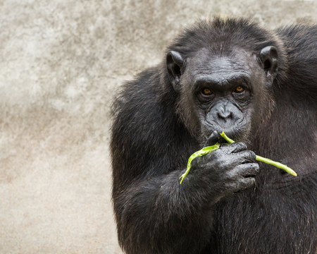 Young chimpanzees are eating