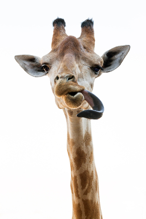Action of the giraffe is tongue on a white background.の写真素材