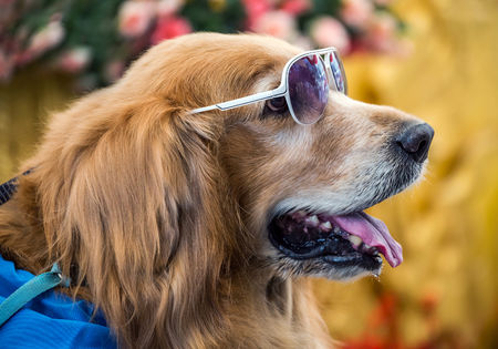 The face of a golden dog wearing glasses.の写真素材