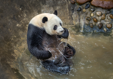 Panda is playing water by the pond.の写真素材