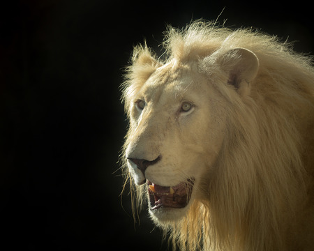 The faces of lions, a male white on black background.の写真素材