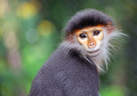 face of the Red-shanked Douc Langur in the natural atmosphere.