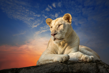White female lion sitting on a rock in the evening.の写真素材