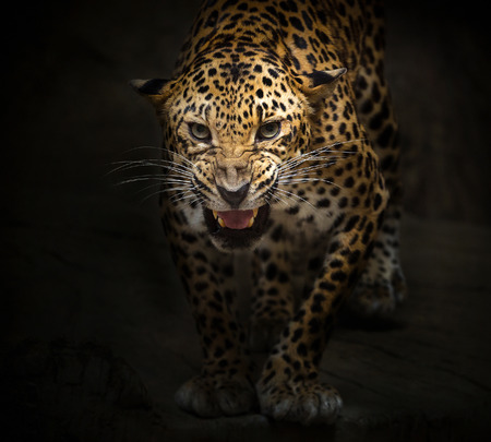 Leopard is roaring on a black background.の写真素材