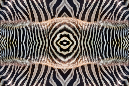 Pattern and skin of zebra for background.