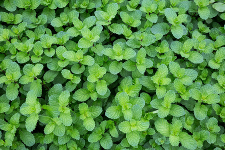 Colorful patterns of green leaves of plants.