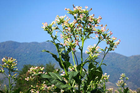 Flowers of tobacco on the mountain and sky background.の写真素材