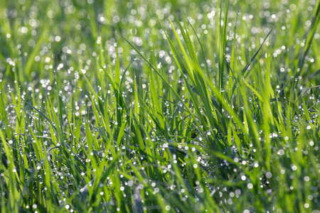 Drops of water at the top of green grass.の写真素材