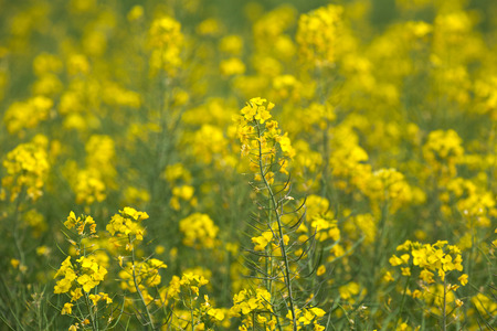 Yellow field of flowers Mustard for the backgroundの写真素材