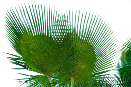 Colorful patterns of palm leaves on a white background.の写真素材