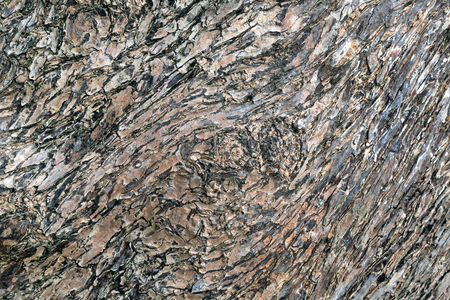 Patterned surface of the bark for the background.の写真素材