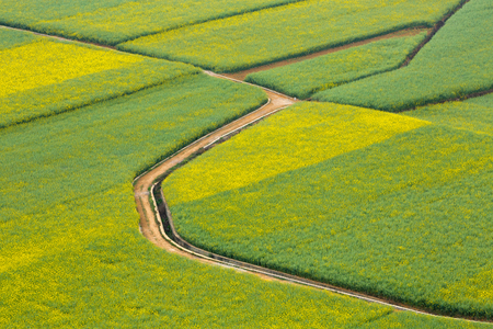 Lanscape of beautiful yellow mustard flowers.の写真素材