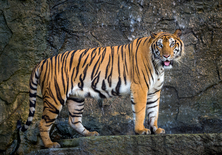 Sumatra tiger is standing gracefully in the natural atmosphere of the zoo.の写真素材