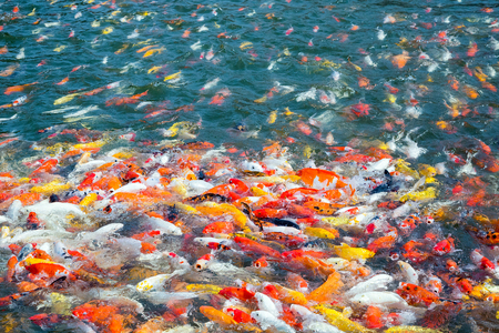 Colorful  Fancy carp in a pond of water.の写真素材