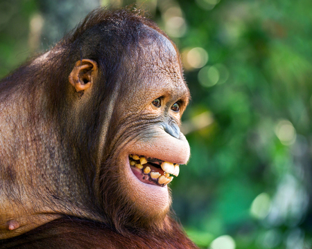 The face of the orangutan is smiling happily.の写真素材