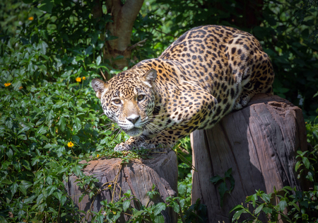 Jaguar's timber was watching the victim.の写真素材