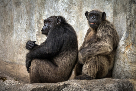 Chimpanzee relax in the cave walls in a natural atmosphere.の写真素材