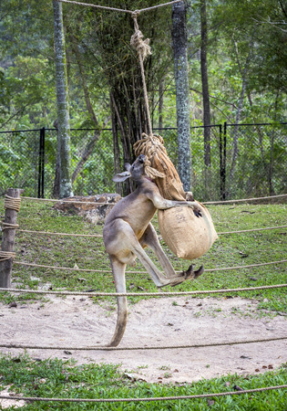Kangaroos are exercising fit to practice in the fight.の写真素材