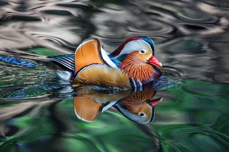 Male Mandarin ducks are swimming in the water with a beautiful pattern.の写真素材