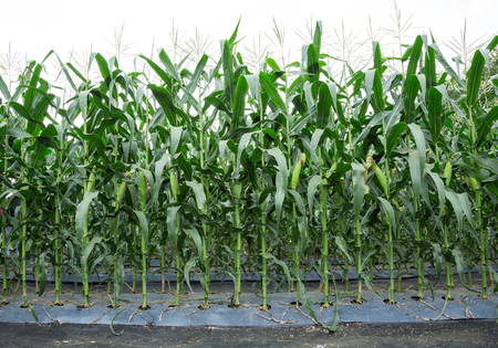 Row of corn plants in the field.の写真素材