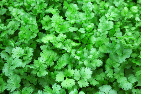 The details of the coriander leaves, vegetables, herbs for food.の写真素材