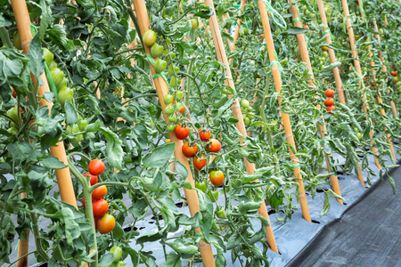 Tomato planted in the field.の写真素材