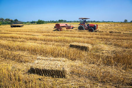 View of rice fields with farmers harvesting.の写真素材