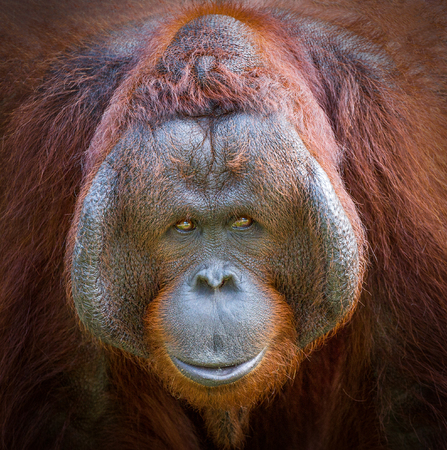 Colorful detail on the face of a beautiful orangutan.