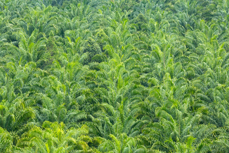 Green canopy of dense palm trees.の写真素材