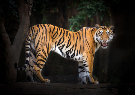 Tiger males standing in a natural atmosphere of the zoo.の写真素材