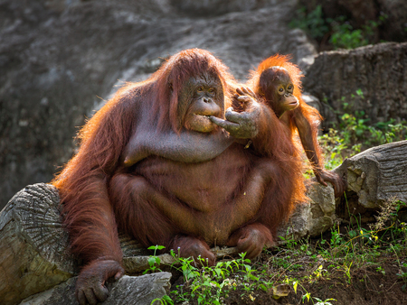 Orangutan mother and baby relaxing in the natural environment of the zoo.の写真素材